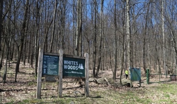 White’s Woods logging: ‘There will be a lot of tears’