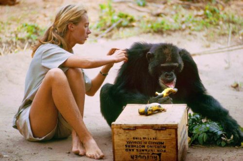 How to make friends with chimps, according to Jane Goodall