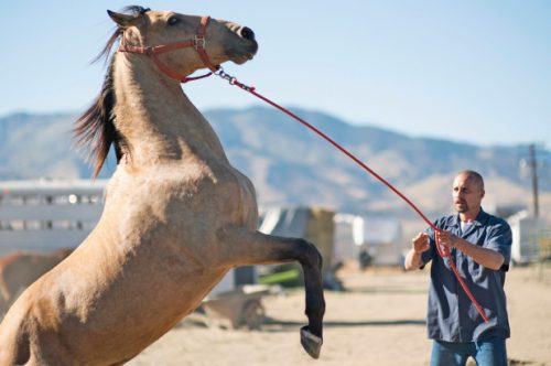 Matthias Schoenaerts propels exquisite drama ‘The Mustang’