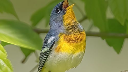 Bird enthusiasts are flocking to Alabama this summer – here’s why